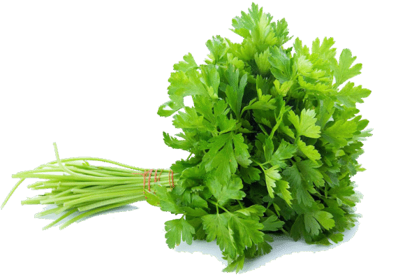 కొత్తిమీర ( Kothimira )